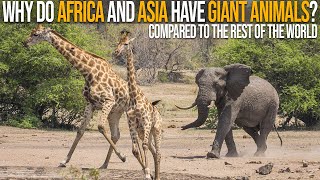 Why do Africa and Asia Have So Many Giant Animals Compared to The Rest of the World?