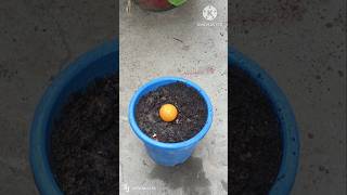 I Grew Oranges Using Only Aloe Vera #shorts #aloevera #garden