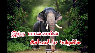 இந்த யானையின் சேட்டையை பாருங்க | Yaanaisavaari | yaanaitharisanam| temple elephant|