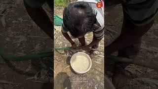 Traditional JAGGERY MAKING |Jaggery Making Process from SUGAR CANE - Indian Street Food -Street Food