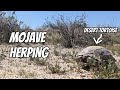 Desert Tortoises, Snakes, and Lizards | Field Herping California's Mojave Desert