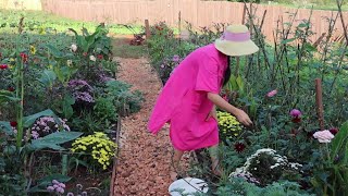 用菊花做几道养生菜，吃完饭一家人围着火炉聊天，太惬意了【珍妮王艾伦 Jenny Wang Allen】