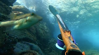 Pesca submarina en 2 metros de agua - GRANDES PIEZAS