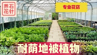 几种耐阴的地被植物 - 专业花店，有价格参考 - Ground Cover for Shady Garden (店名、植物中英名称对照，请参见下面的说明区)