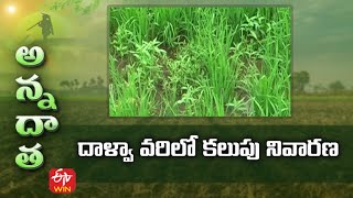 దాళ్వా వరిలో కలుపు నివారణ | Weed management in rabi paddy | ETV