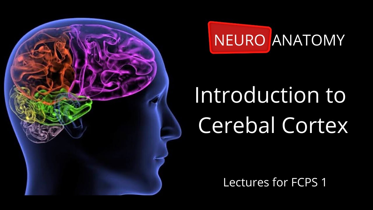 Introduction To Cerebral Cortex-Part B |Neuroanatomy ...