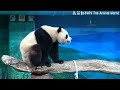 圓寶站起來伸手想拿窩窩頭，手太短摸不到 熊貓貓熊the giant panda yuan yuan and yuan bao 台北市立動物園