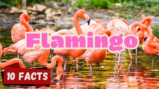 10 Fun Flamingo Facts for Kids | Colorful and Amazing Facts About Flamingos #flamingofacts #Flamingo