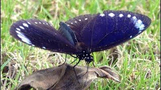 20240908 / 關渡自然公園 / 小紫斑蝶 [Euploea tulliolus koxinga]