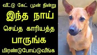 வீட்டு கேட் முன்னாடி நின்னு இந்த நாய் செய்த காரியத்தை பாருங்க ஆச்சரியப்படுவீங்க/மனைவி தொல்லை/ninaivu