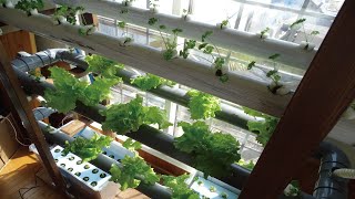 Hydroponic cultivation of lettuce that can be cycled using PVC pipes, sunlight, and LEDs.