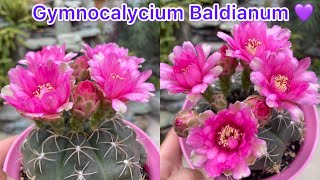 My Gymnocalycium Baldianum Caretips \u0026 Pollination 💖