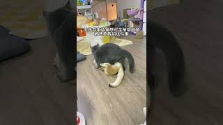 爱情和性别无关 物种无关#猫咪的迷惑行为 #猫狗双全 #猫咪的日常