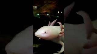 Dirty Leucistic Axolotl, strange creatures in the aquarium