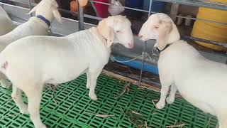 Bannur sheep 2025 bakrid special