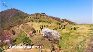 계양산성탐방로 봄풍경 [기록영상]