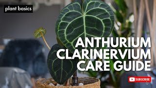 Anthurium Clarinervium Care Guide