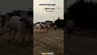 Gokak Terabandi Bulls 🚩 ದಾಸನಾಳ ಕಲ್ಲಿನ ಸ್ಪರ್ಧೆ....ದ್ವಿತೀಯ ಸ್ಥಾನ.. 2 #ತೆರಬಂಡಿ #bull #trending #cow #uk