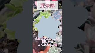 2023.1.14. みやざき農園　多肉植物　錦の子たち　#shorts