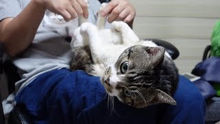 膝の上で甘えん坊する猫のポーズが可愛すぎ！！まるで赤ちゃんの様なねこのリキちゃん【リキちゃんねる・猫動画】Cat video　キジ白　猫のいる暮らし