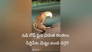 నడి రోడ్ పైన చిరుత పులి ఆటలు, జనాలు  భయందోళనకి గురి