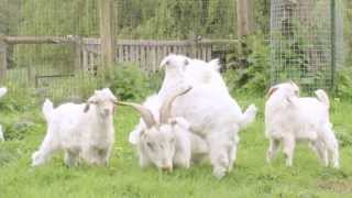 Cashmere Goats