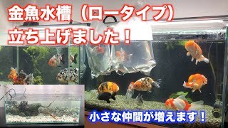 【金魚水槽】ロータイプの金魚水槽立ち上げます。小型金魚も仲間入り。