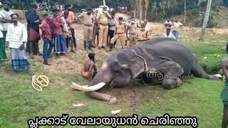 💔🐘🥀പ്ലാക്കാട് വേലായുധൻ പ്രണാമം