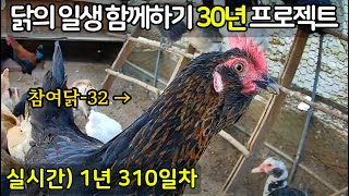 실시간) 1년 310일차, 닭의 일생 함께하기 30년 프로젝트