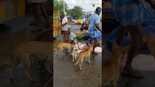 ஒரு உயிர் இறந்து பல உயிர் வாழ⁉️ #shorts #4kviral #shortsfeed #Kasimedu #Fishmarket #fishcutting