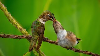 Capturing Hummingbirds in the San Gerardo Valley