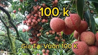 Duy Nhất Còn Một Vừờn Đại Diện 7 Xã Vùng Cao. Còn Khoảng 5 Tấn.