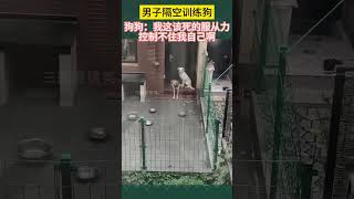 男子隔空训练狗，狗狗：我这该死的服从力，控制不住我自己啊！