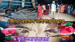 জোড়া রাসেল ভাইপার Double King size Russell viper snake rescue #russellsviper #snake