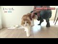 ねこ自慢＃2ご出演ニャンコたち【4月14日oa】…れお　ピーチ　ハート