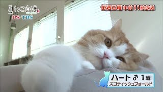 ねこ自慢＃2ご出演ニャンコたち【4月14日OA】…れお　ピーチ　ハート