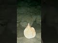 tiny marbled electric ray lands on divers butt 🤣🤣🤣🤣