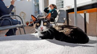 Grandes noticias! Gato gigantesco encuentra una familia maravillosa!