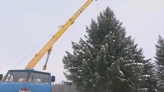 ReTV: Viesītes apkārtnes mežā izvēlēta Jēkabpils pilsētas galvenā Ziemassvētku egle