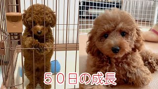 生後60日から生後110日までのトイプードルの子犬の成長記録