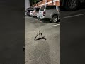 guy try to approach a curlew bird but it spread its wings and hisses