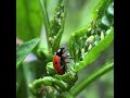 விவசாயிகளுக்கு நன்மை செய்யும் பொறிவண்டுகள் short farmersfriend predators