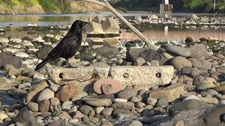 a16　大分川　餌場　ビビ（ハシボソガラス）Oita River　Feeding Ground　BIBI (Wild Carrion Crow)