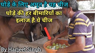 घोड़े की सारी बीमारियों का इलाज है यह चीज -Harjeet Singh Interview