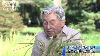 1株ずつ丁寧に　皇居内の水田で陛下自ら稲刈り(14/09/27)