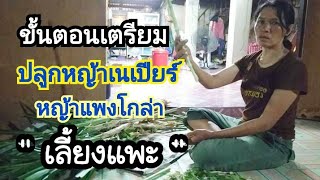 ขั้นตอนการเตรียมปลูกหญ้าเนเปียร์,หญ้าแพงโกล่า | เลี้ยงแพะ by ชีลองฟาร์ม