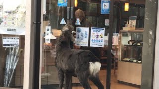 ドアを開けようとする奈良の鹿 A deer trying to open the door