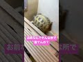 リクガメ　ハウスで対称的な２匹…