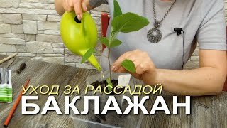 Уход за рассадой БАКЛАЖАНОВ после пикировки! Советы от Зеленого Огорода!