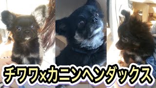 チワワとカニンヘンダックスのミックス犬 モカ 成犬でも小ぶり